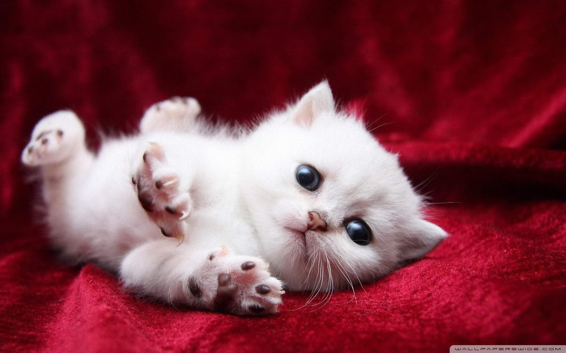 火箭终结山西队,范弗利特在西决生死战接管比赛