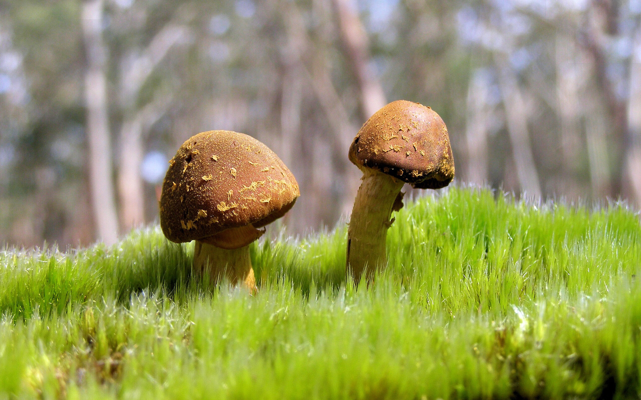 北境孤星,范弗利特抢七夜的永恒烙印